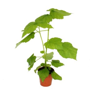 Zimmerlinde (Sparmannia africana) im 17cm Topf, grüne Blätter. Exotische Zimmerpflanze für helle Standorte.