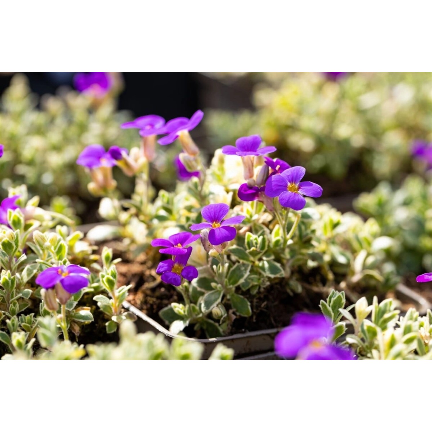 Aubrieta X Cult. Silberrand Blaukissen Silberner Rand Ca. 9x9 cm Topf günstig online kaufen