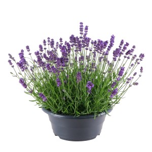 Echter Lavendel (Lavandula angustifolia) im Topf, lila Blüten, ca. 23 cm Ø.