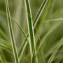 Detailaufnahme der grün-weißen Japan-Segge Carex Oshimensis Everest im 9x9 cm Topf.