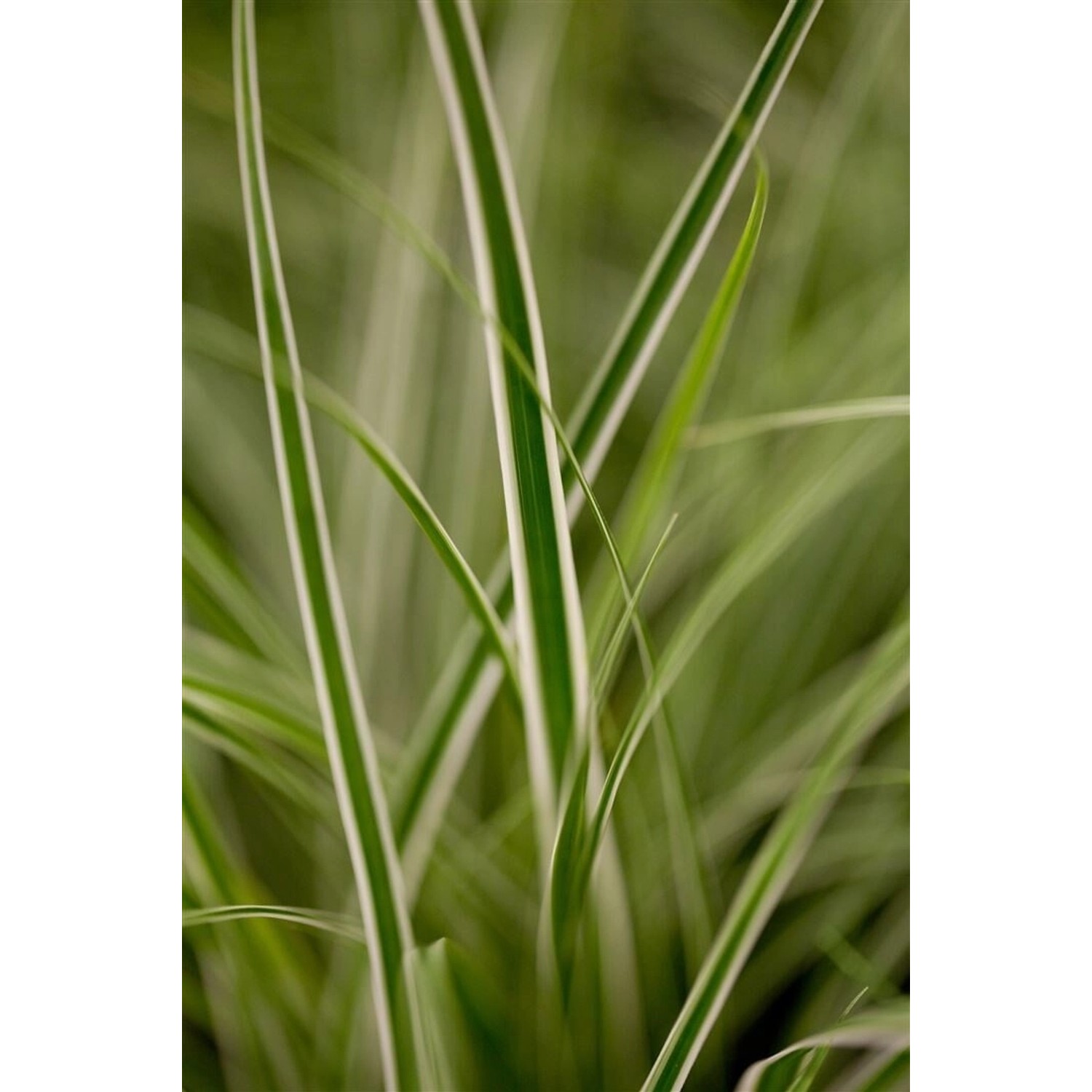 Carex Oshimensis Everest Japan-Segge Grün-Weiß Ca. 9x9 cm Topf günstig online kaufen