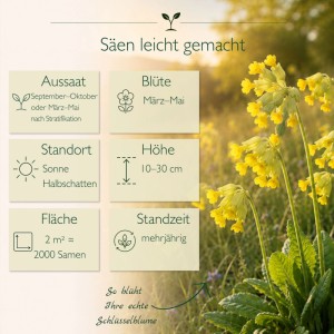 Infografik mit Anleitungen zum Säen von Echter Schlüsselblume Samen: Blütezeit, Standort, Höhe. Zeigt gelbe Primelblüten im Feld.