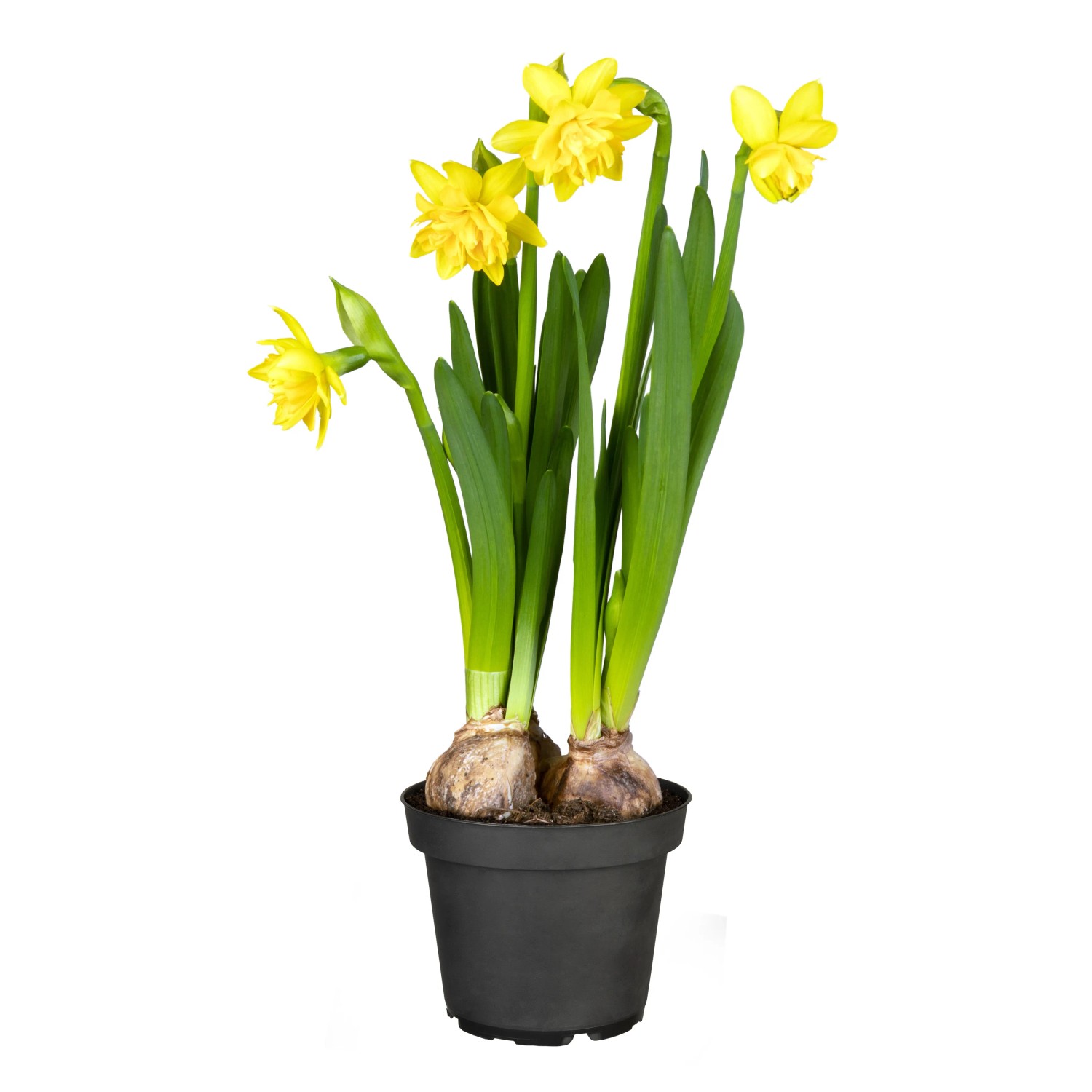 GROW by OBI Narzisse "Tete Boucle" Topf-Ø ca. 12 cm Narcissus cyclamineus