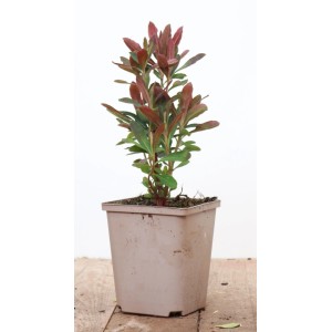 Mandelblättrige Wolfsmilch 'Purpurea' im Topf, ca. 11x11 cm, mit purpurroten Blättern.