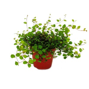 Exotenherz Mühlenbeckia Kiwi-Knöterich Zimmerpflanze im 12cm Topf mit kleinen, runden, grünen Blättern.