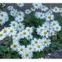 Foto von Grönland Margeriten (Dendranthema arcticum) mit weißen Blüten und gelber Mitte.