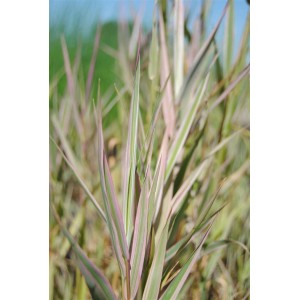 Buntlaubiges Süßgras Glyceria Maxima Variegata im 9x9 cm Topf, Blätter grün-weiß gestreift.