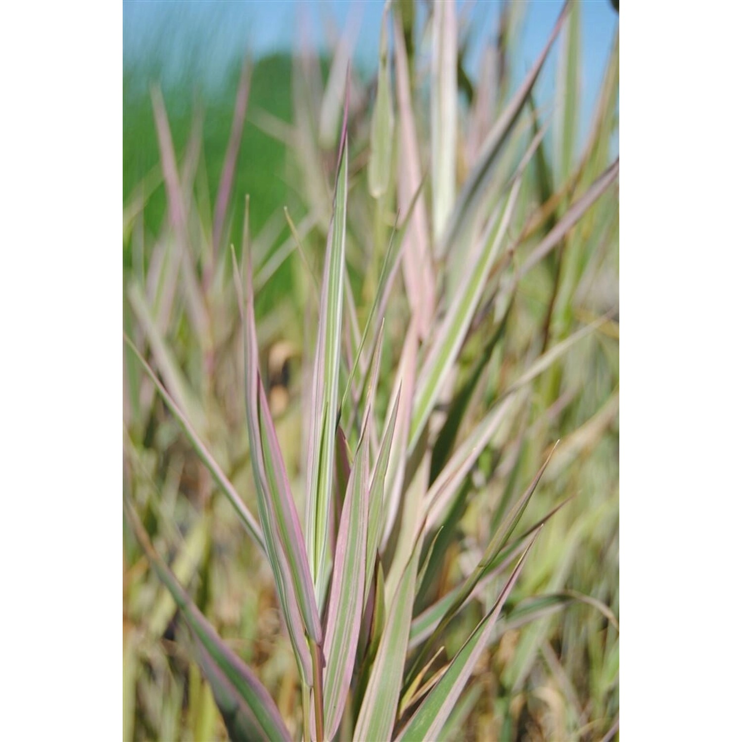 Glyceria Maxima Variegata Buntlaubiges Süßgras Ca. 9x9 cm Topf günstig online kaufen