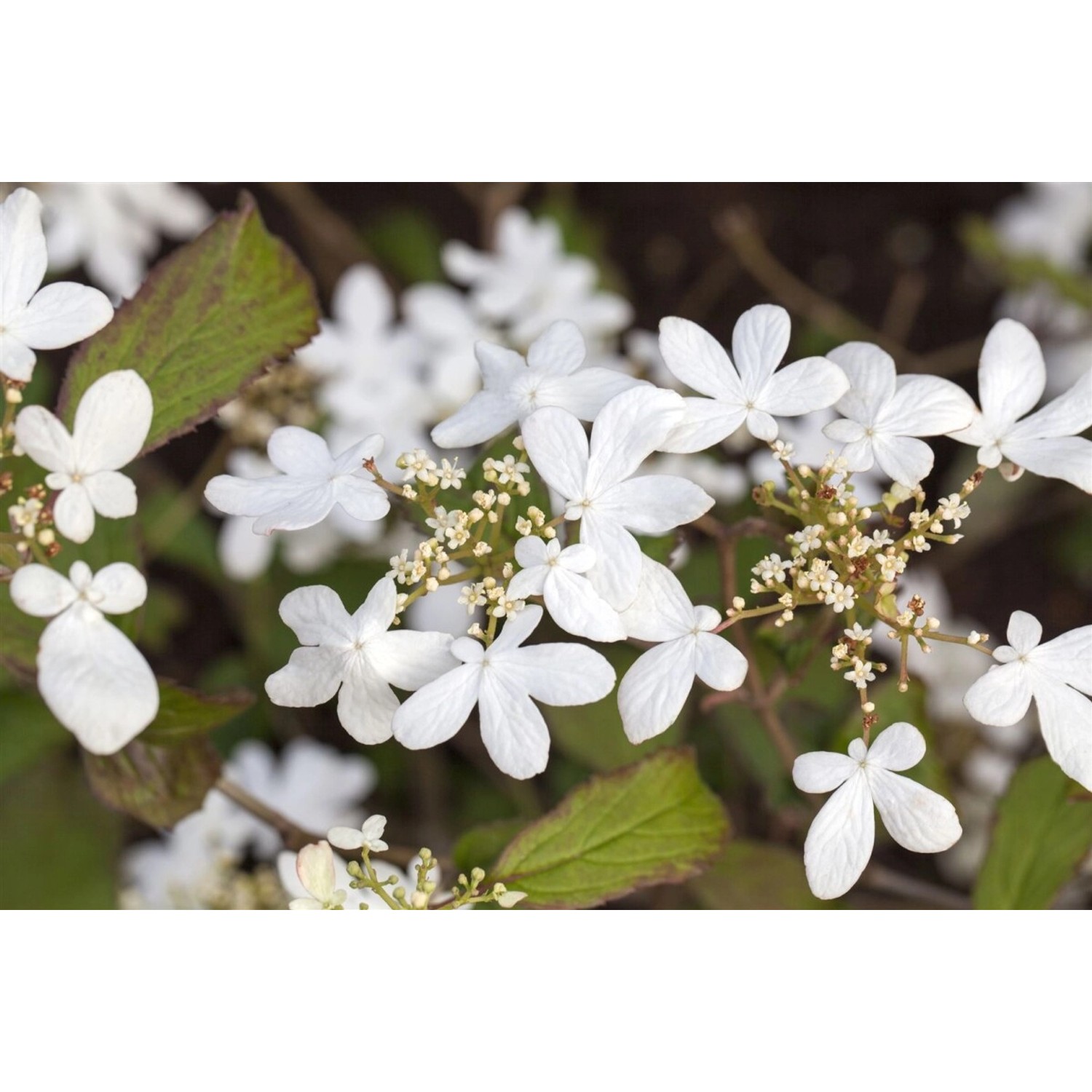 Viburnum Plicatum Watanabe Japanischer Schneeball Weiß 125–150 cm günstig online kaufen