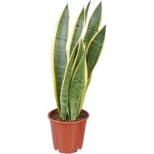 Bogenhanf (Sansevieria trifasciata) im Topf, grüne Blätter mit gelbem Rand.