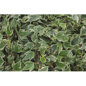 Grün-weißer Efeu 'White Ripple' im 9x9 cm Topf, eine dekorative Kletterpflanze.