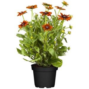 Rauer Sonnenhut 'SmileyZ' im Topf, gelb-braune Blüten mit dunkler Mitte, ca. 19 cm Topf-Ø.
