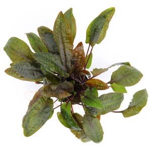 Dennerle Aquariumpflanze Cryptocoryne Wendtii Braun mit länglichen, braun-grünen Blättern.