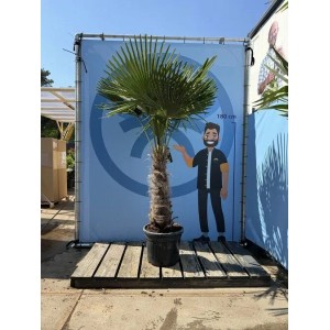 Sunny-Tree Trachycarpus Fortunei Chinesische Fächerpalme 220 bis 240 cm Stammhöhe 60 bis 80 cm Winterhart bis -18°C
