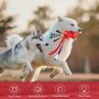 Zwei Hunde spielen mit rotem Petsation Kauspielzeug Rocket, Intelligenzspielzeug für Hunde.