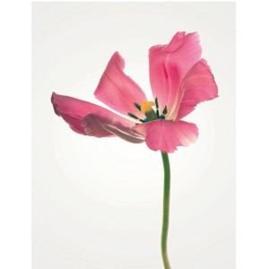 Komar Wandbild: Nahaufnahme einer pinkfarbenen Tulpe, 40x50 cm. Dekoratives Bild für Wohnräume.