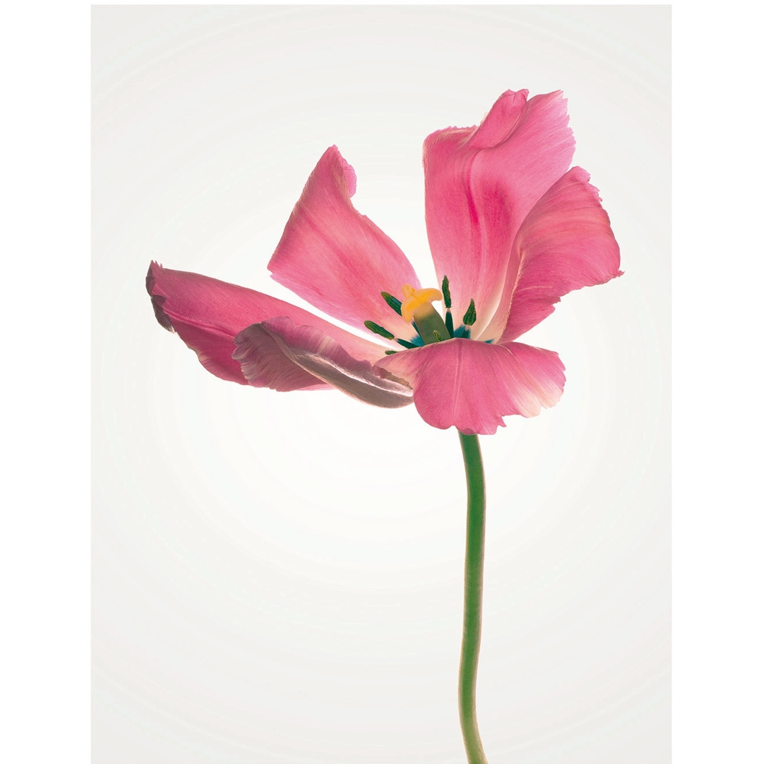 Komar Wandbild Tulip 40 x 50 cm günstig online kaufen