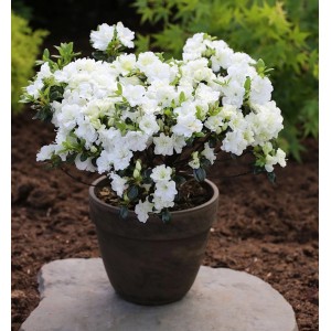 Japanische Azalee Schneewittchen im Topf, weiße Blüten. Zwerg Alpenrose.