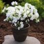Japanische Azalee Schneewittchen im Topf, weiße Blüten. Zwerg Alpenrose.