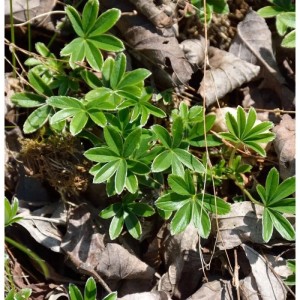 Färöer-Frauenmantel (Alchemilla faeroensis) mit grünen Blättern im Detail.