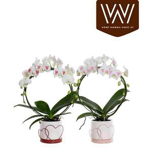 Zwei Schmetterlingsorchideen mit Herz-Verzierung im Topf, Kaskadenform.