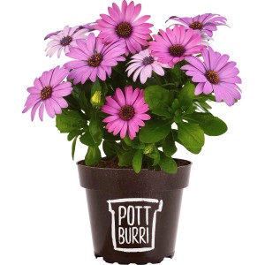 Kapmargerite im Pottburri Topf, lila Blüten, Stehpflanze für Beet und Balkon.