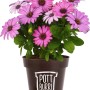 Kapmargerite im Pottburri Topf, lila Blüten, Stehpflanze für Beet und Balkon.