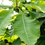 Nahaufnahme der grünen Blätter einer Schirm-Magnolie (Magnolia Tripetala).