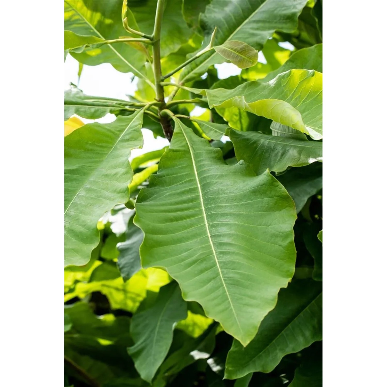 Nahaufnahme der grünen Blätter einer Schirm-Magnolie (Magnolia Tripetala).