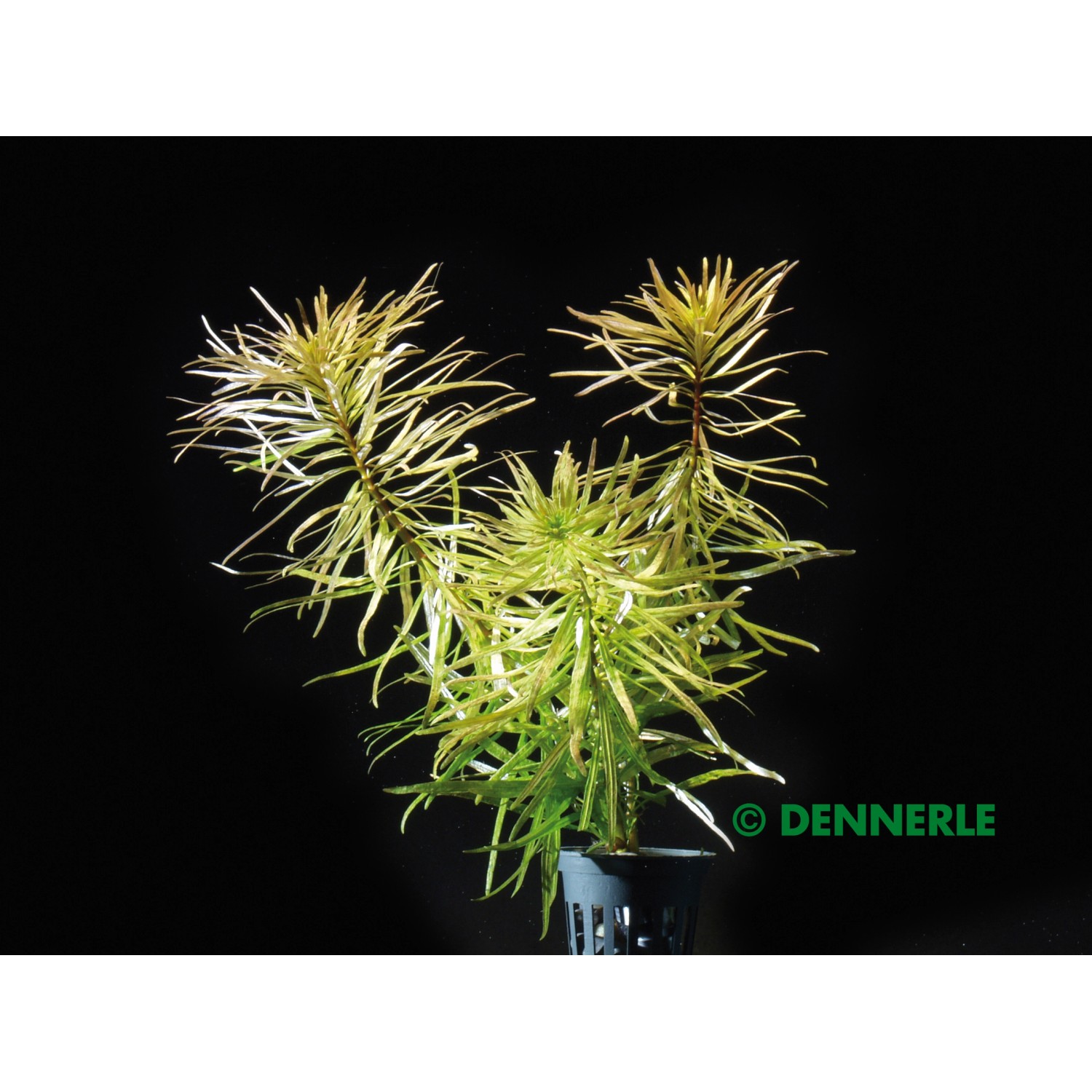 Dennerle Plants Aquariumpflanze Pogostemon Stellatus Spec. kaufen bei OBI