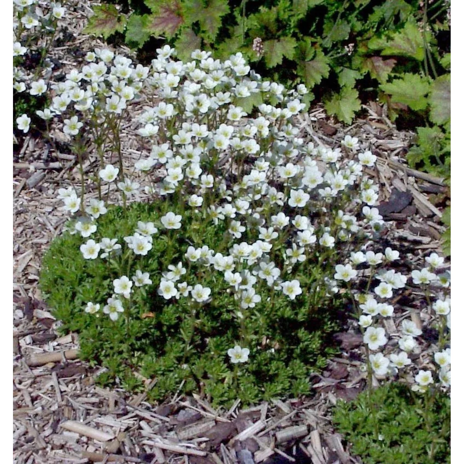 Moossteinbrech Alba - Saxifraga apiculata