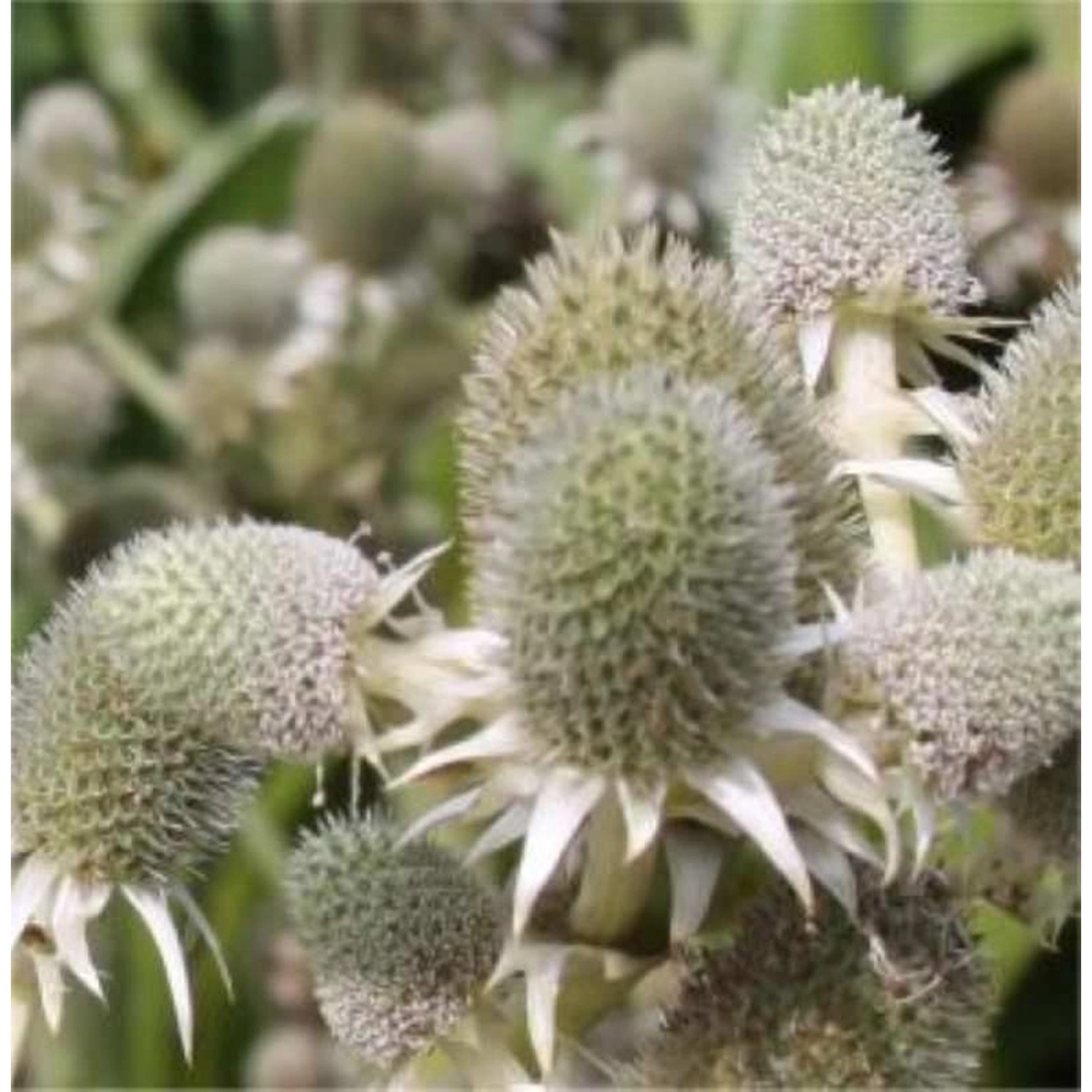 Agaven Edeldistel - Eryngium agavifolium günstig online kaufen