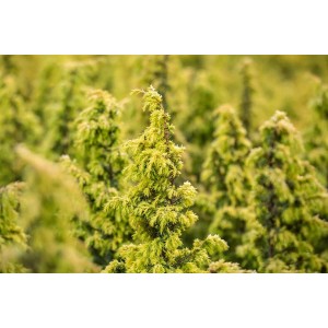 Goldgelber Juniperus Schneverdinger Gold Machangel, 40–60 cm hoch.