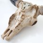 Deko Schädel A14 Longhorn, detailreich, zur Wandmontage. Dekorative Figur im Western-Stil.