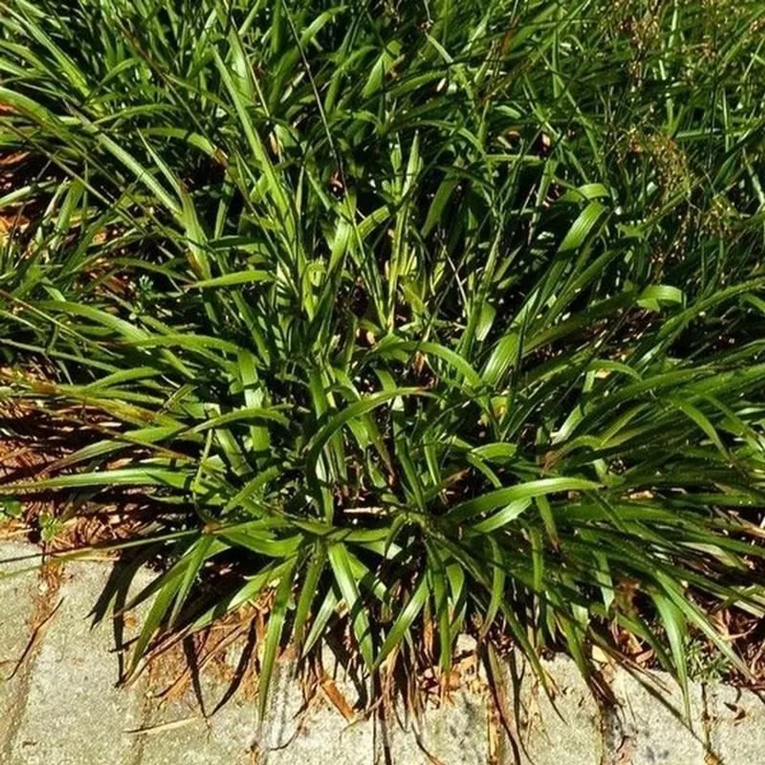 Waldmarbel Auslese - Luzula sylvatica günstig online kaufen