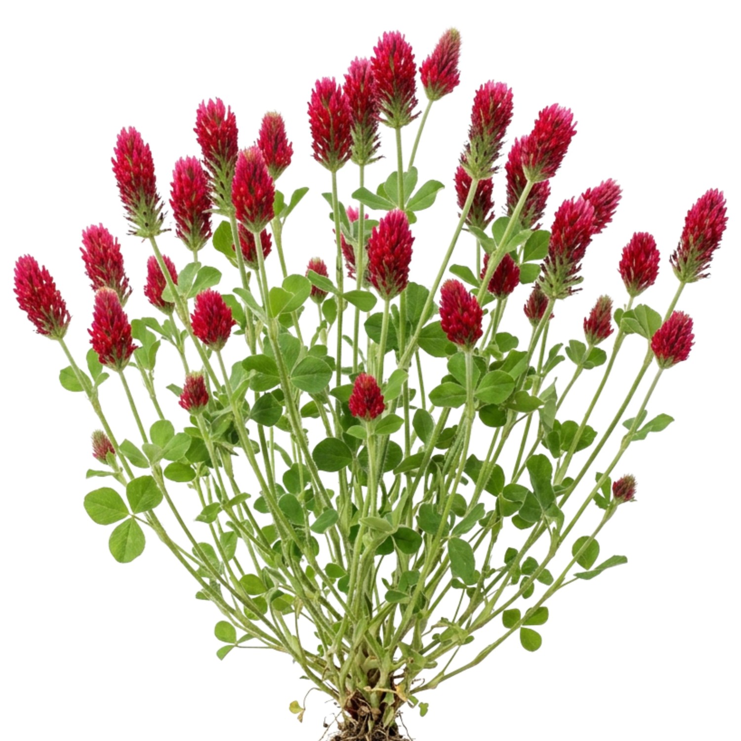 LaCaTho Inkarnatklee Samen Trifolium Incarnatum 3000 Samen Rote Blüten Gründüngung