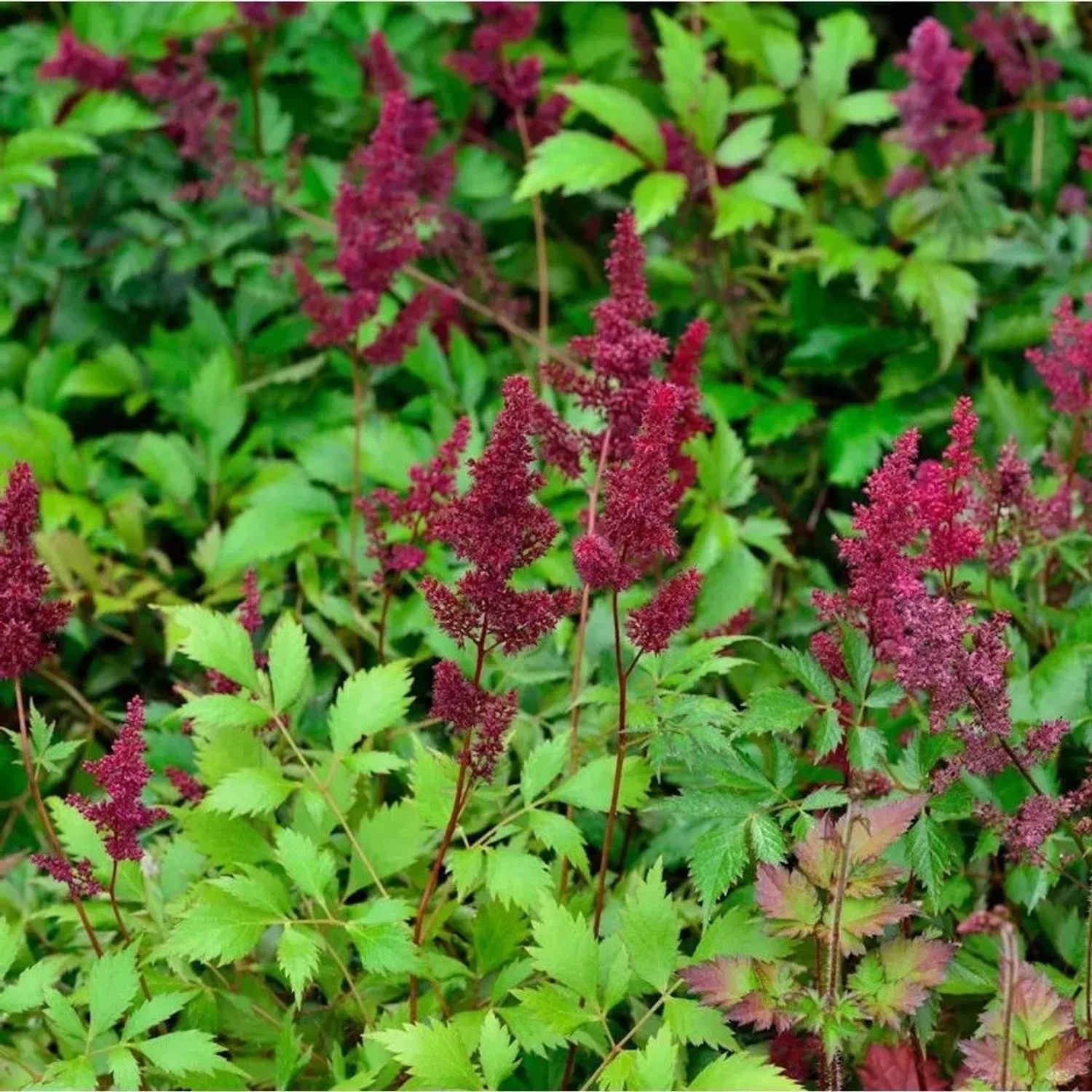 Prachtspiere Etna - Astilbe japonica