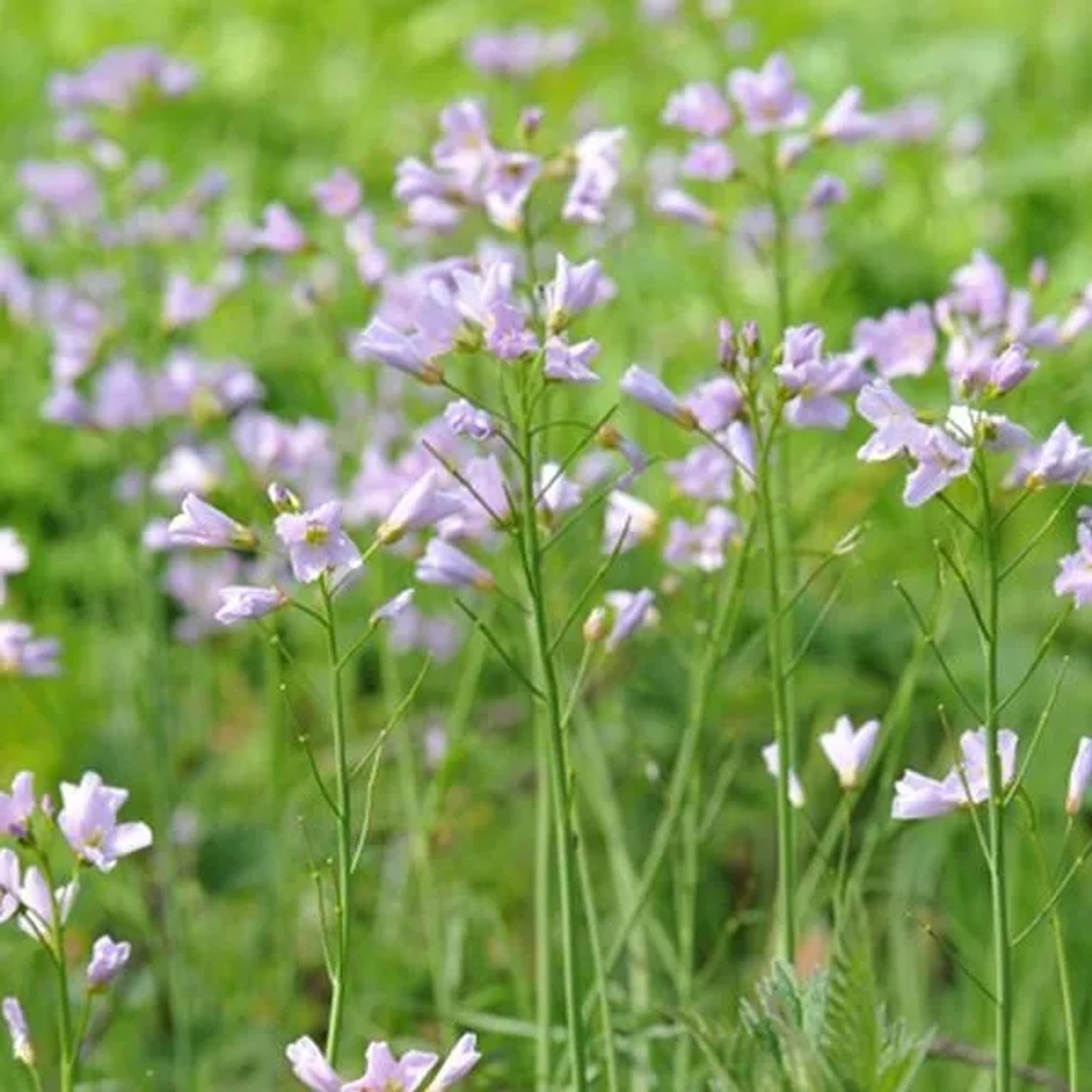 6 x Wiesenschaumkraut Cardamine pratensis Topf 9cm Beetrandpflanze