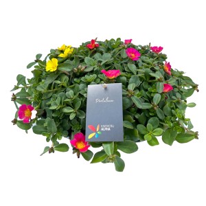 Portulakröschen im Zinktopf, verschiedene Blütenfarben (rot, gelb, pink).