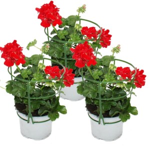 Set aus 3 hängenden, hellroten Exotenherz Geranien im 12cm Topf mit Rankhilfe.