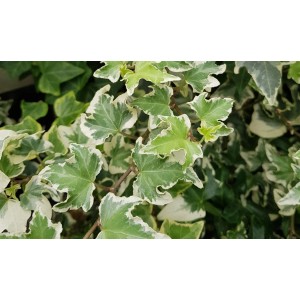 Helix Efeu 'Wellenspiel' im 12er-Set, weiß-grüne Blätter, Hedera helix.