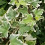 Helix Efeu 'Wellenspiel' im 12er-Set, weiß-grüne Blätter, Hedera helix.