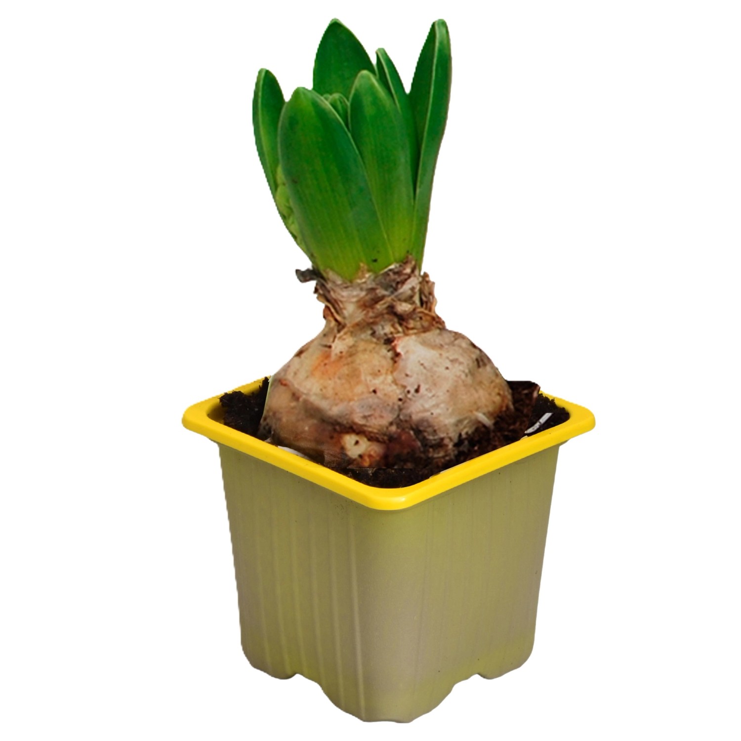 GartenHyazinthe Gelb Höhe ca. 10 15 cm TopfØ ca. 9 cm Hyacinthus