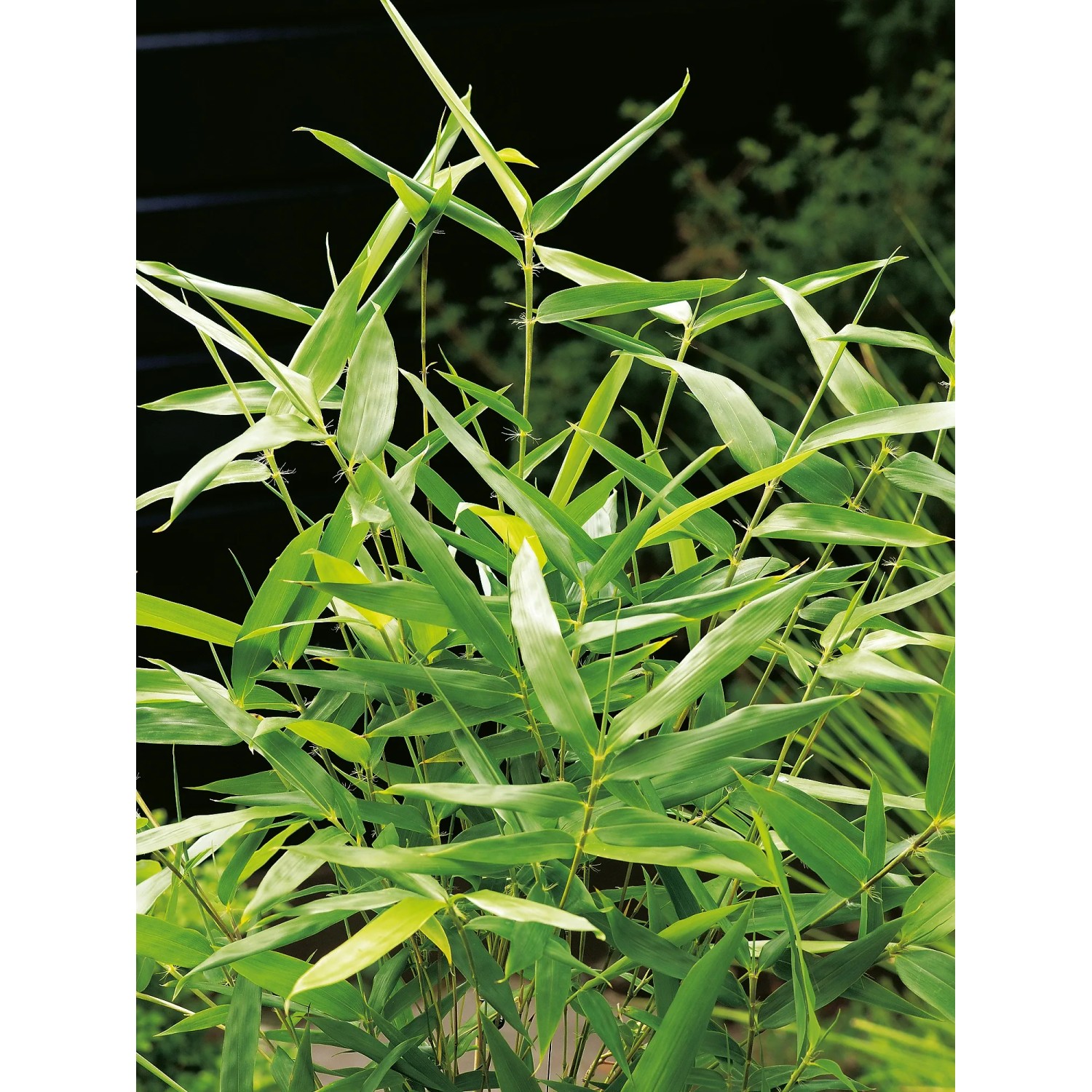 GROW by OBI Sichtschutz Bambus Pfeilbambus Topf- 26 cm kaufen bei OBI