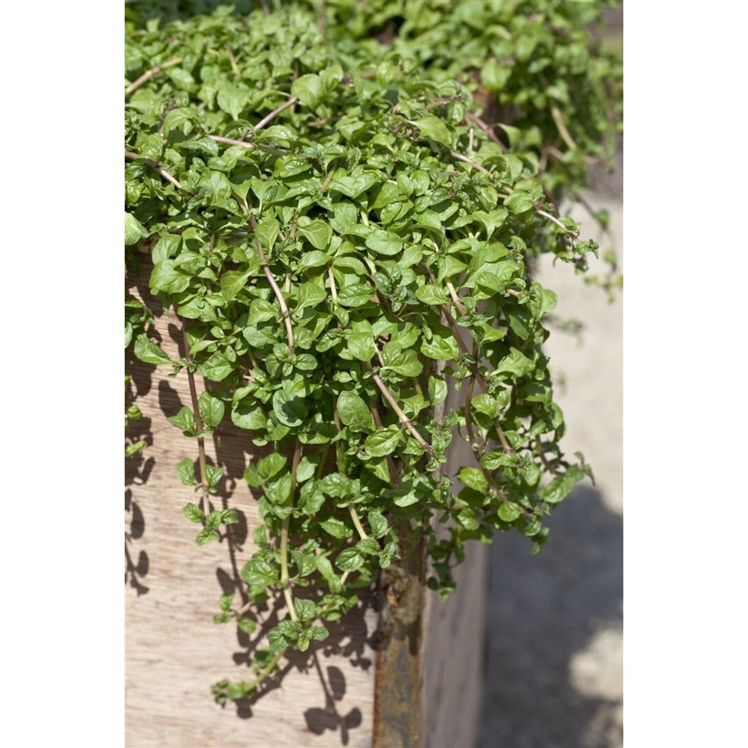 Mentha Requienii Korsische Minze Ca. 9x9 cm Topf Aromatisch günstig online kaufen