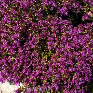 Blühender Teppich-Thymian 'Red Carpet' mit purpurroten Blüten als Bodendecker.