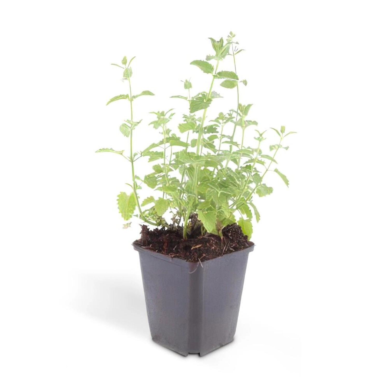 Exotenherz Katzenminze Nepeta Faassenii Six Hills Giant Pflegeleichte Staud günstig online kaufen