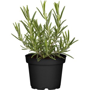 Rosmarin (Rosmarinus officinalis) im Topf, ca. 11 cm Durchmesser. Küchenkraut für Garten und Balkon.