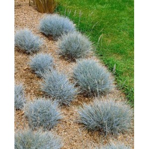 Blaugrüner Festuca Ovina Eisvogel Schwingel als Bodendecker im Garten, 9x9 cm Topf.