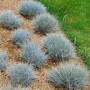Blaugrüner Festuca Ovina Eisvogel Schwingel als Bodendecker im Garten, 9x9 cm Topf.